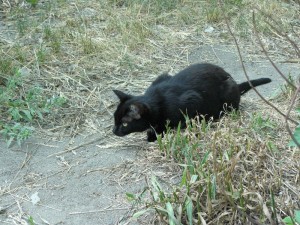 фотография чёрного кота